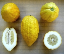 Etrog